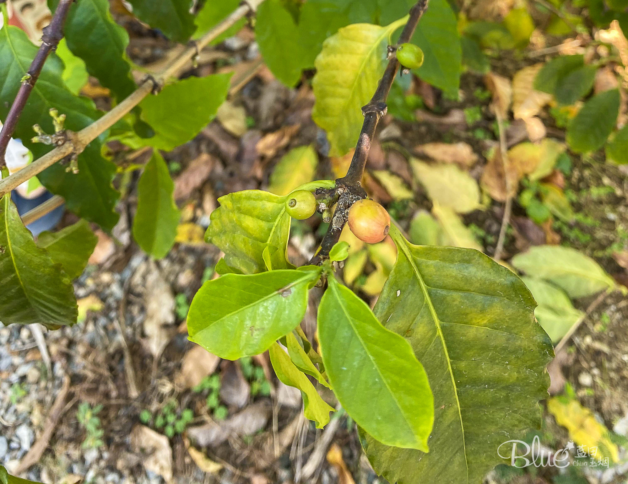 清迈环境好住宿便宜的地方,清迈最好的旅馆
