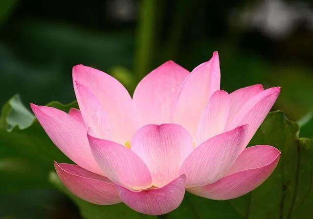 世界各国国花寓意浪漫,亚洲国花是哪个国家