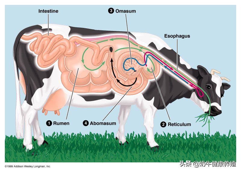 奶牛的胃瘤是怎么回事,奶牛瘤胃臌气的症状