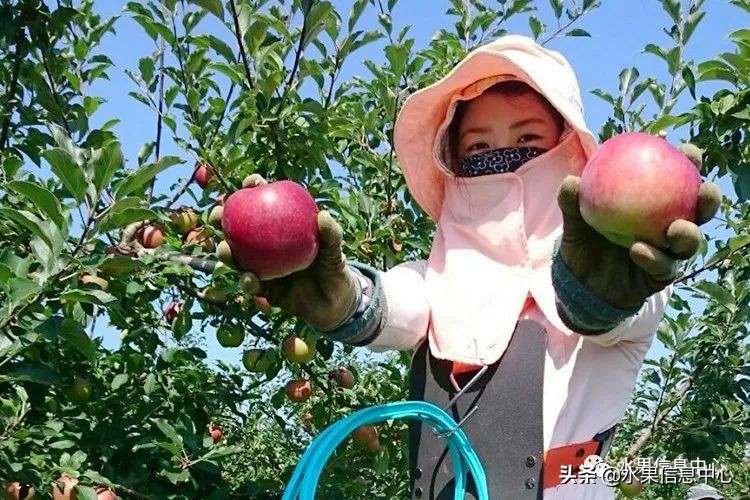 为什么日本苹果质量比中国的好,日本青森苹果种植