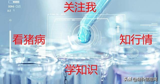 专治猪链球菌病专用药,猪链球菌病2型是什么