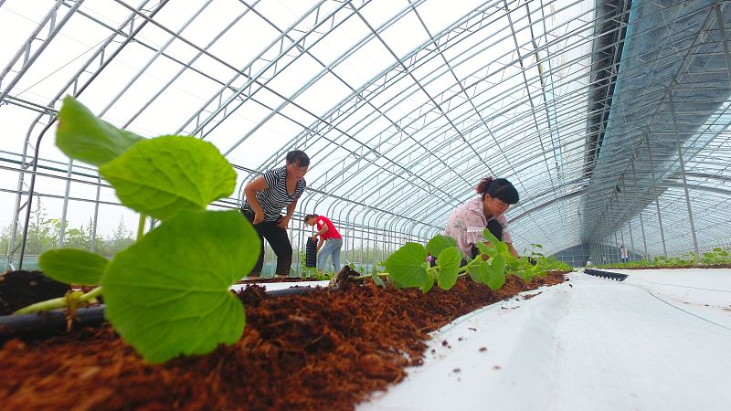 香瓜如何种植才高产,香瓜简单种法