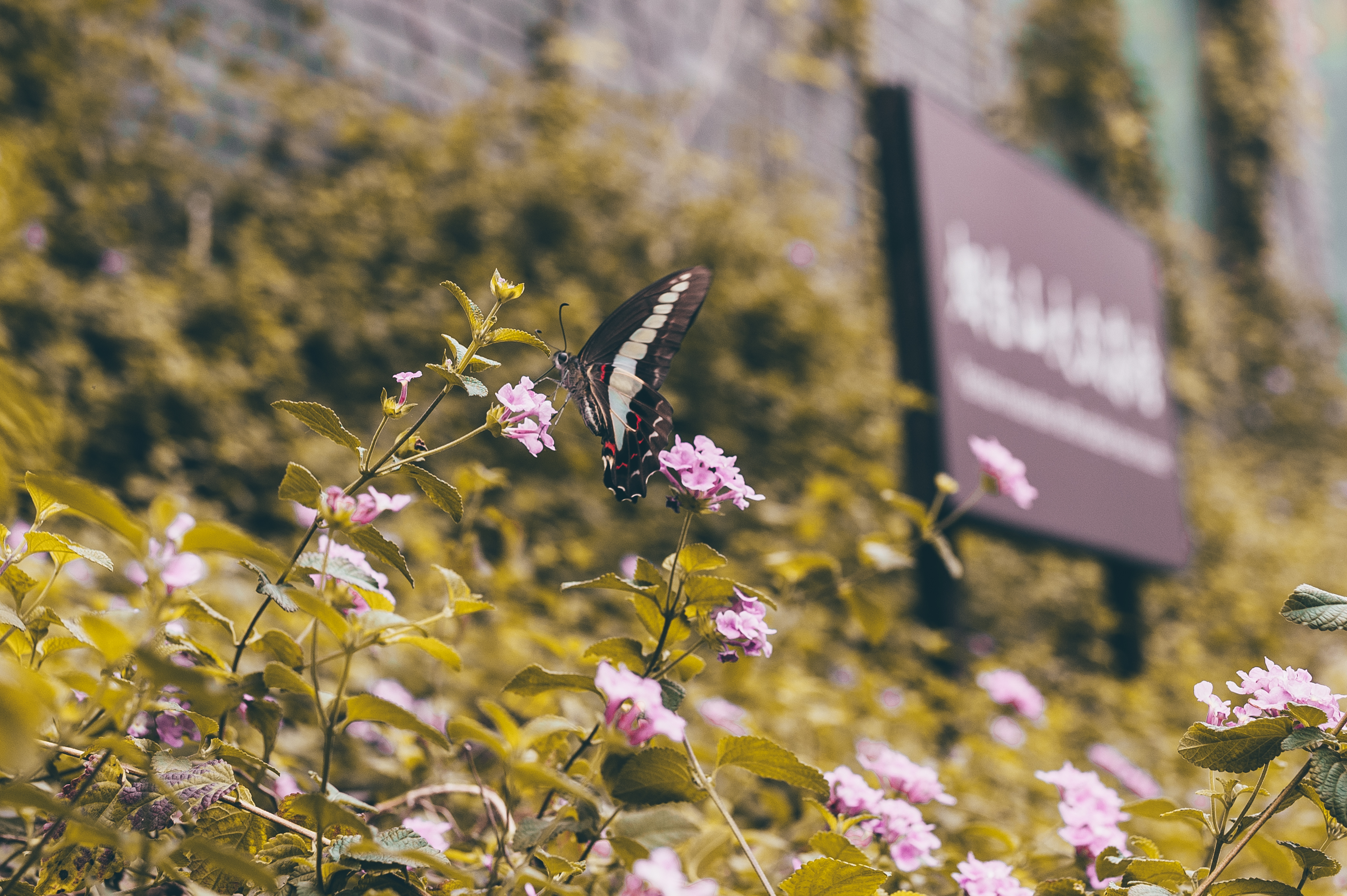 烟台山商业漫步街区套票,烟台山商业漫步街区餐厅