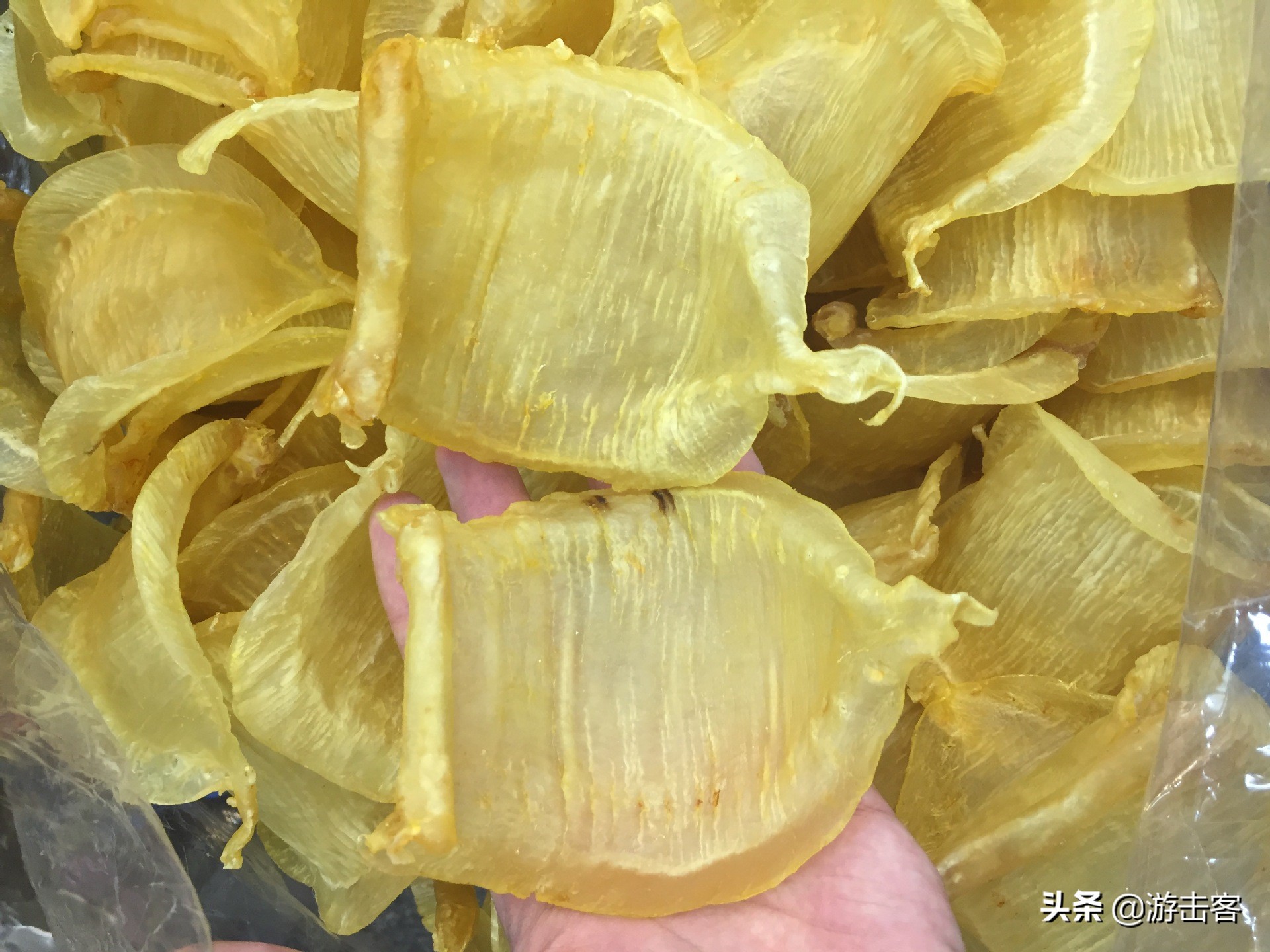 养殖的鱼胶有营养吗,野生鱼胶与养殖鱼胶的区别