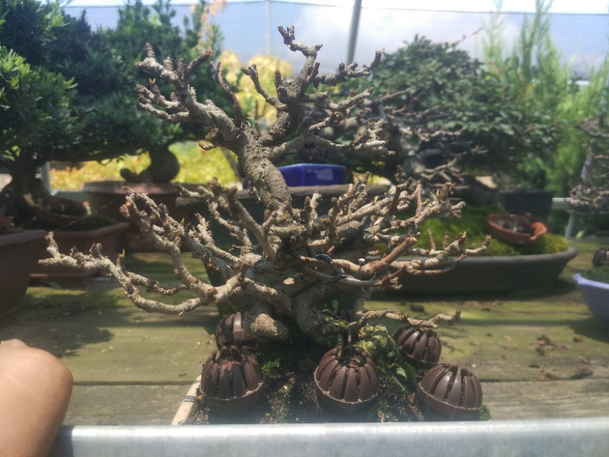 掌上盆景100种,掌上盆景