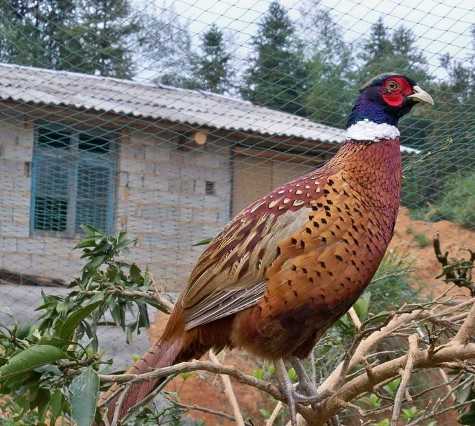 马化腾如何防止微信封号,马化腾怎么解释微信封号