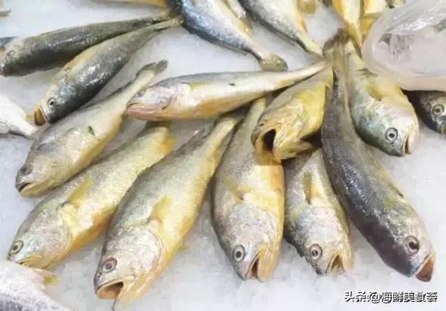 曾是四大海产之一,靠叫声互相识别,却被人类用噪声团灭