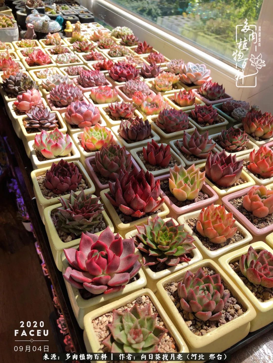 耐高温适合露养的多肉,冬日的露养多肉