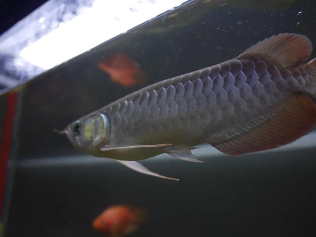 红龙掉眼封缸有用吗,红龙放黑缸污垢很严重