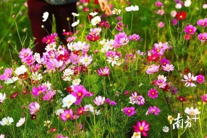 广州现在赏花哪里最好,广州各区赏花全指南