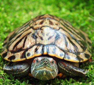 新手养龟如何让龟吃龟粮,新手养龟给乌龟泡什么药