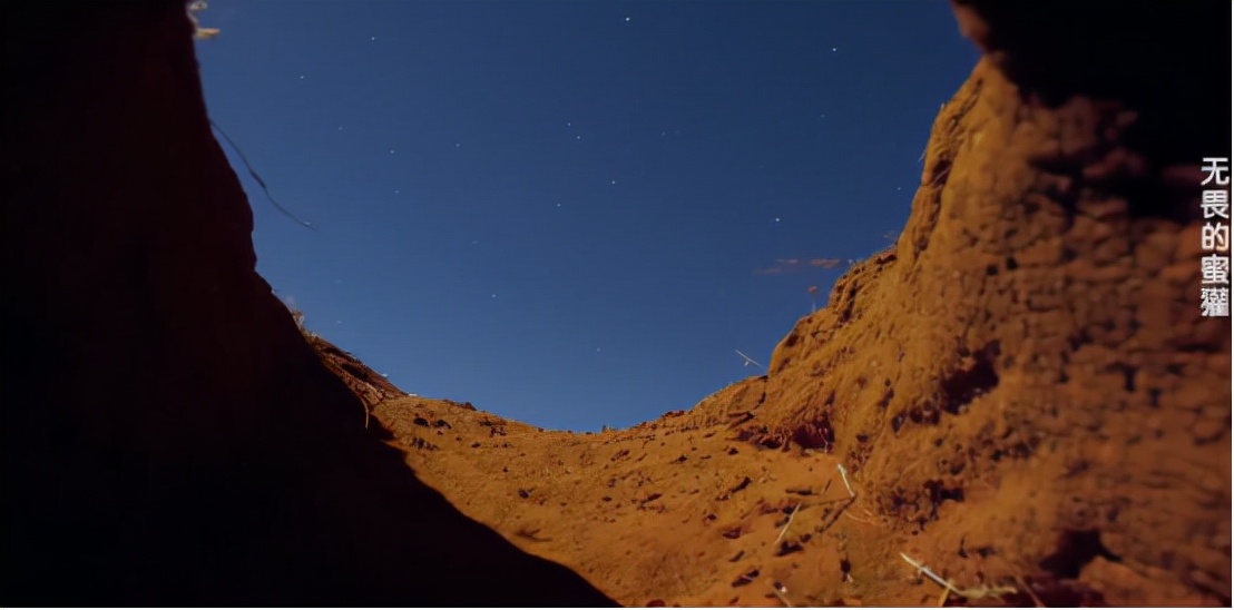 蜜獾两小时后继续享用毒蛇,蜜獾凶猛攻击人类
