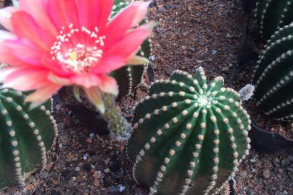 适合新手养的花仙人掌,小仙人掌盆栽怎么养才能开花