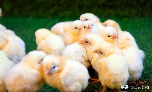 小鸡眼睛出眼泪怎么办,小鸡眼睛肿有泡沫怎么治