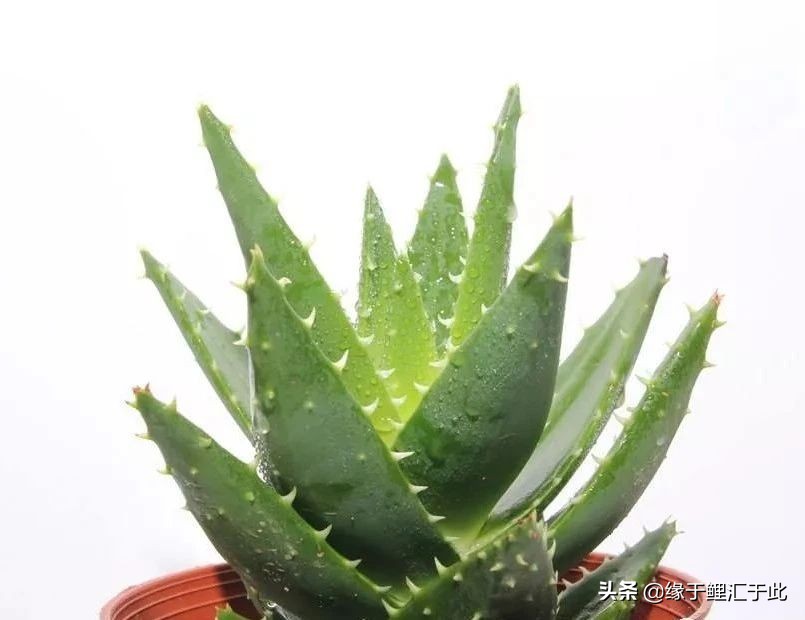 养鱼灭蚊虫最佳方法,养鱼驱蚊最好的方法