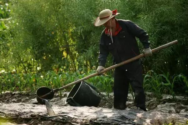 羊粪鸡粪和猪粪哪个效果最好,猪粪鸡粪牛粪羊粪哪个好