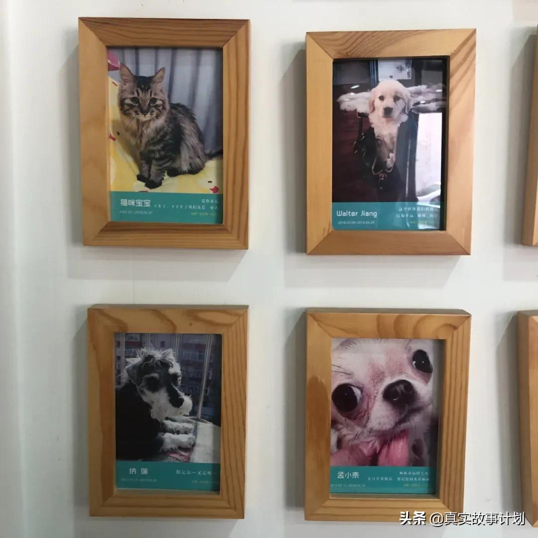 宠物殡葬:火化宠物遗体,做法事后墓园埋葬,无法接受宠物死亡