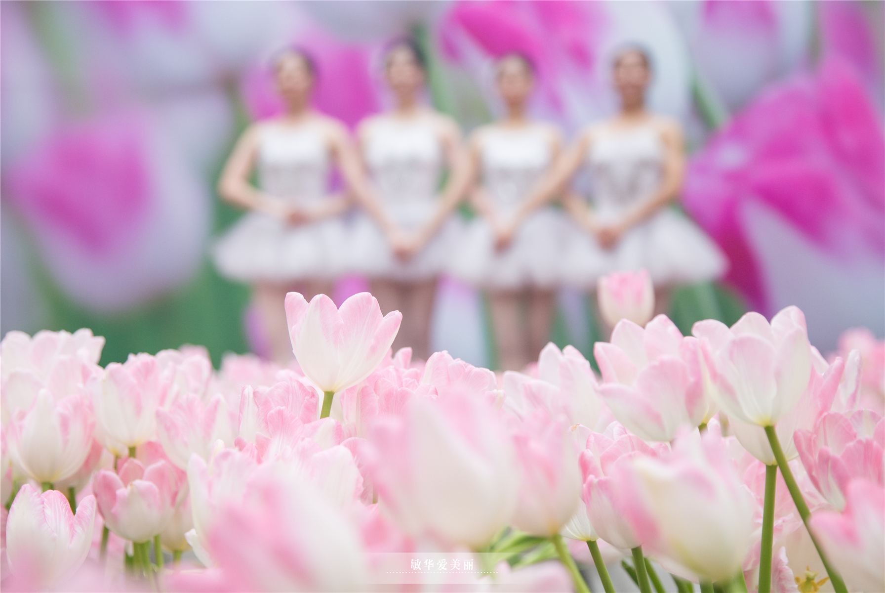 百万葵园攻略地图大全,百万葵园游玩注意事项