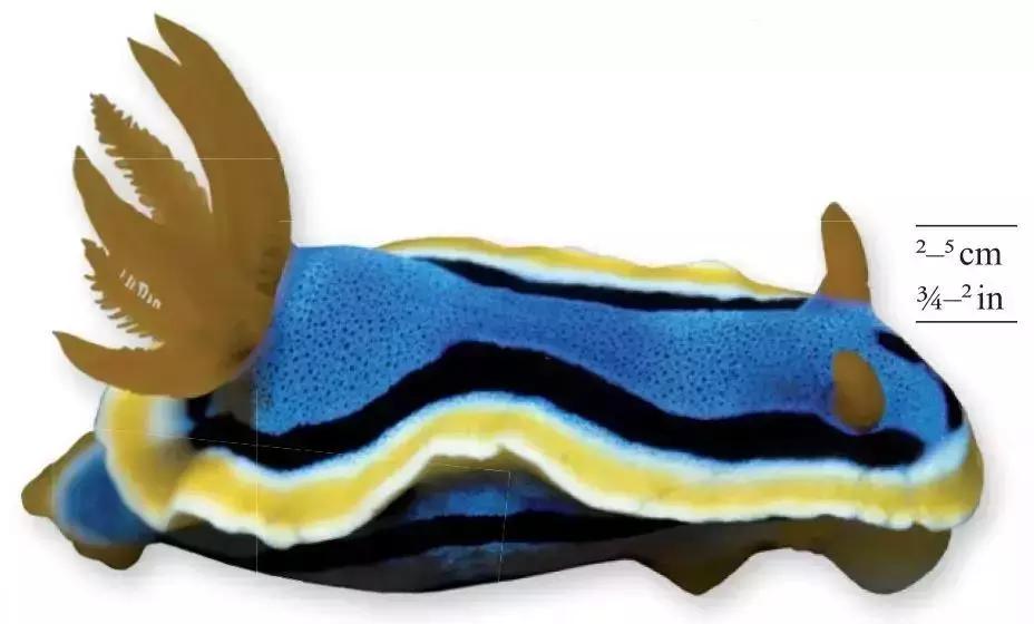 《DK博物大百科》上线啦!6.5折就可买到