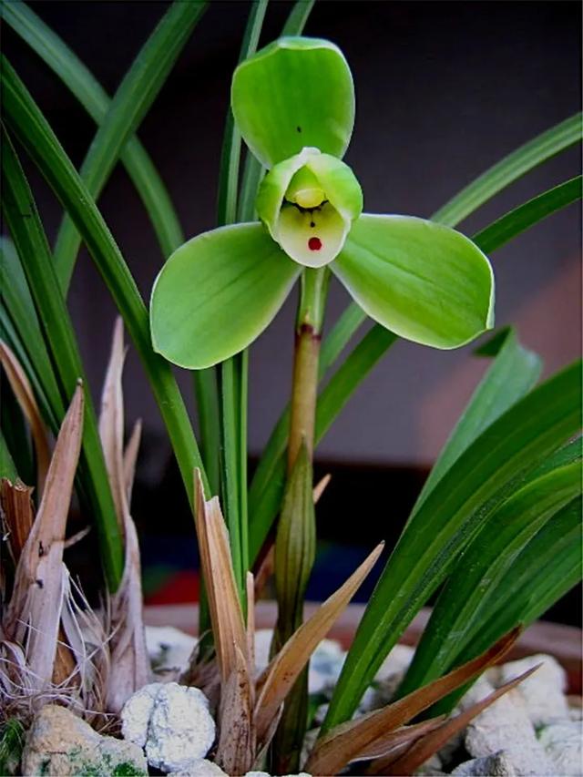 最好养的兰花四季兰,最好养的兰花四季兰品种