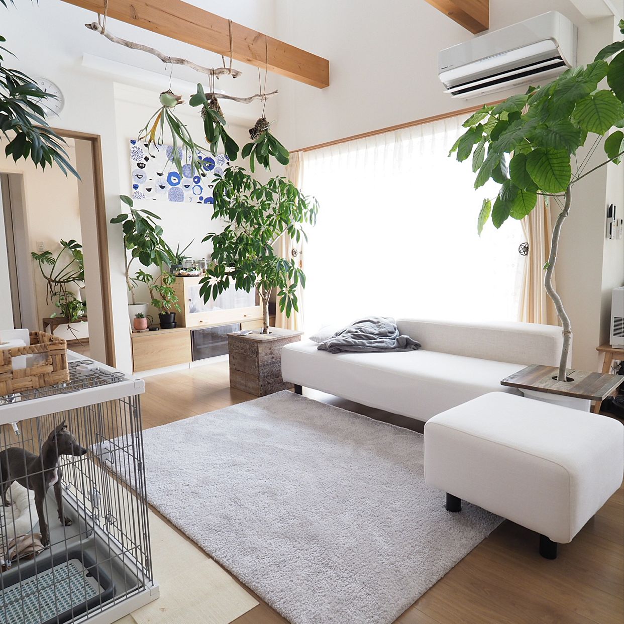 装修家里5种去除甲醛植物,新房装修后去甲醛的植物有哪些