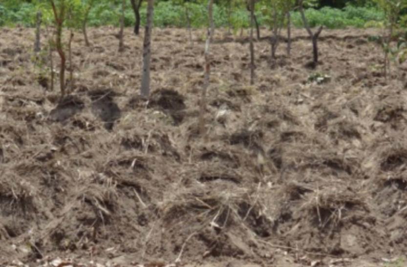 山药种苗繁殖技术,山药育苗留种技术