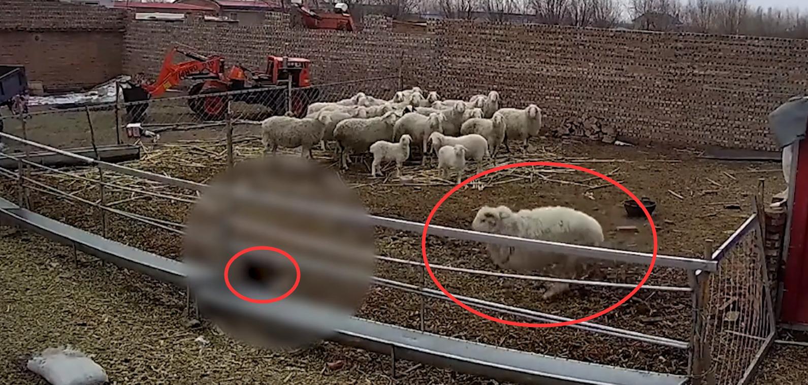 幼童误入羊圈,遭发疯大角公羊5次猛撞掀翻!幼童满头是血令人揪心