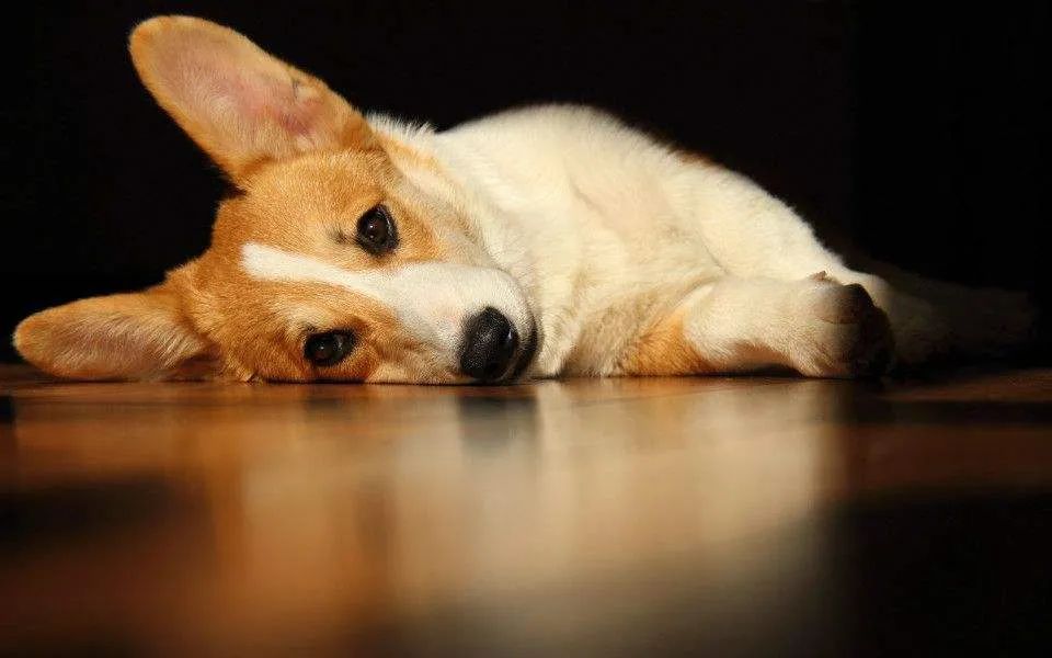 狗狗一兴奋就漏尿这是病吗,狗狗一兴奋就尿尿怎么回事