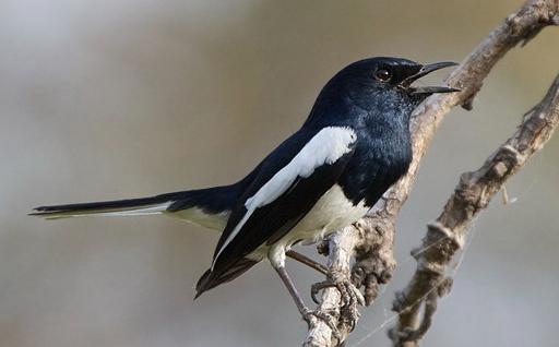 广东常见鸟类图谱和名称图文,东江揽胜鸟类