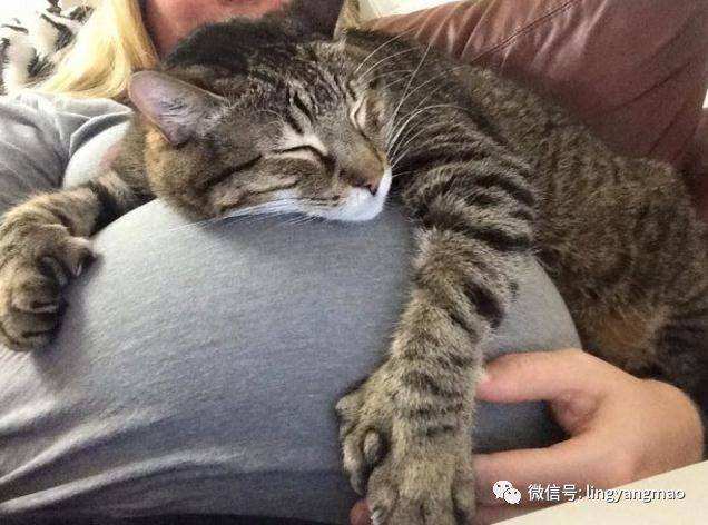 爱猫的妇女,养猫的女孩怀孕前要做什么检查