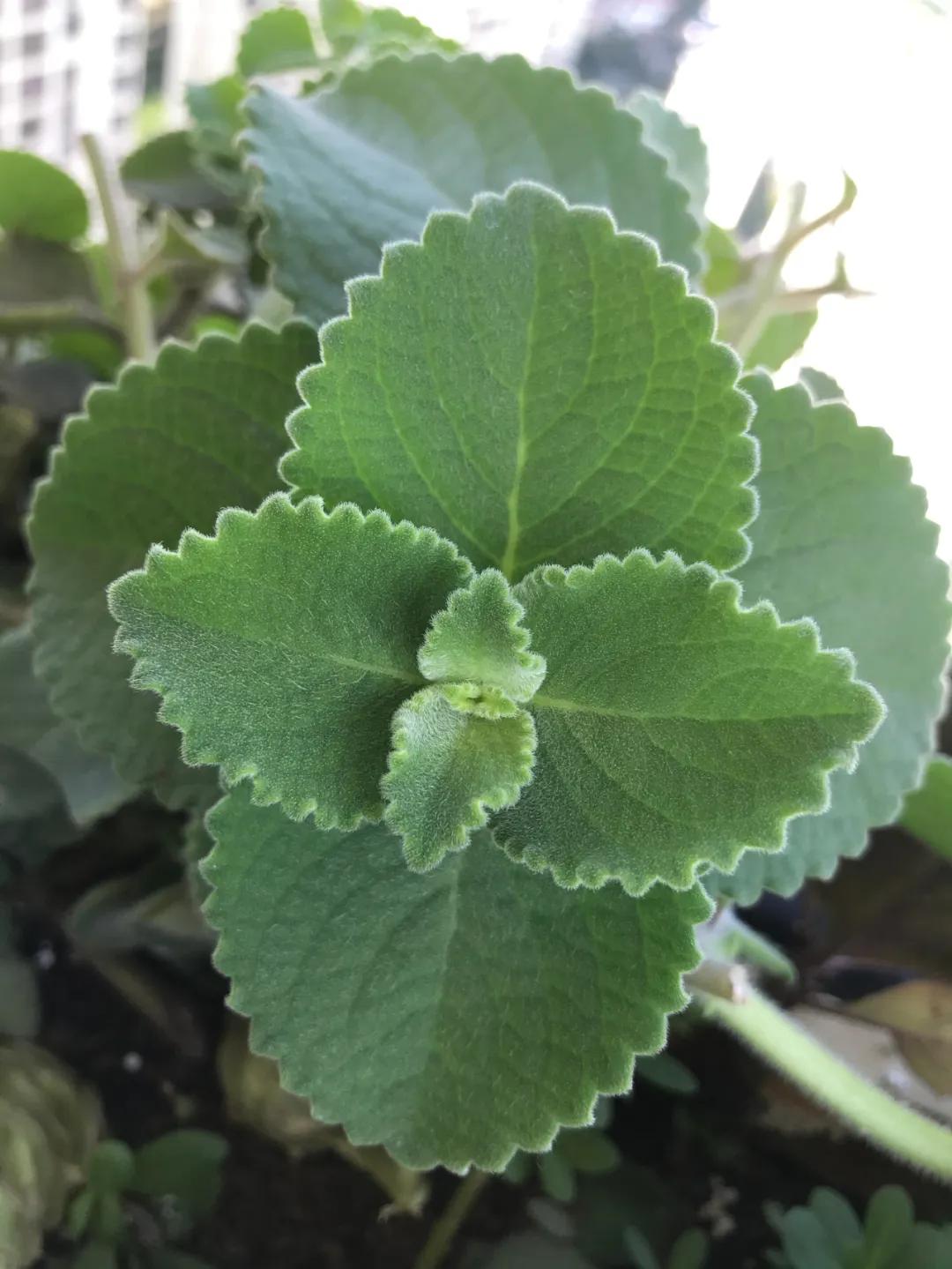 青草药膏是怎么制作的,古法青草药膏怎么制作