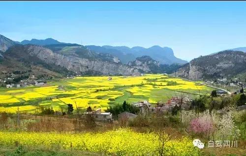 四川过年油菜花风景视频,3月去四川哪里看油菜花