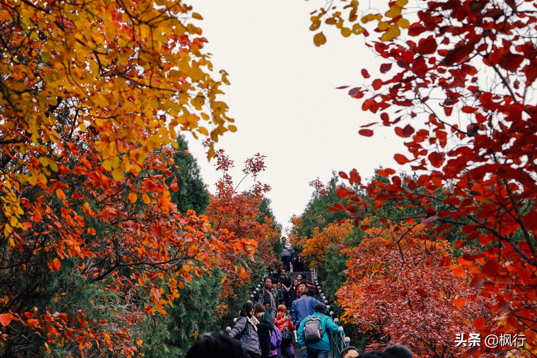 北京18个看银杏的好地方在哪,北京八大处看银杏攻略