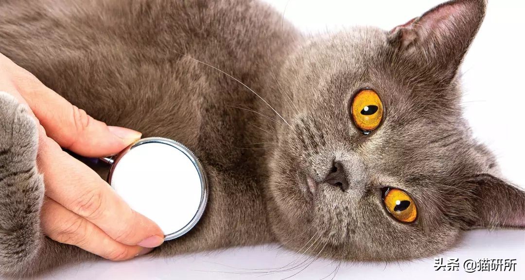 从3方面入手，有效提高老年猫的生活质量