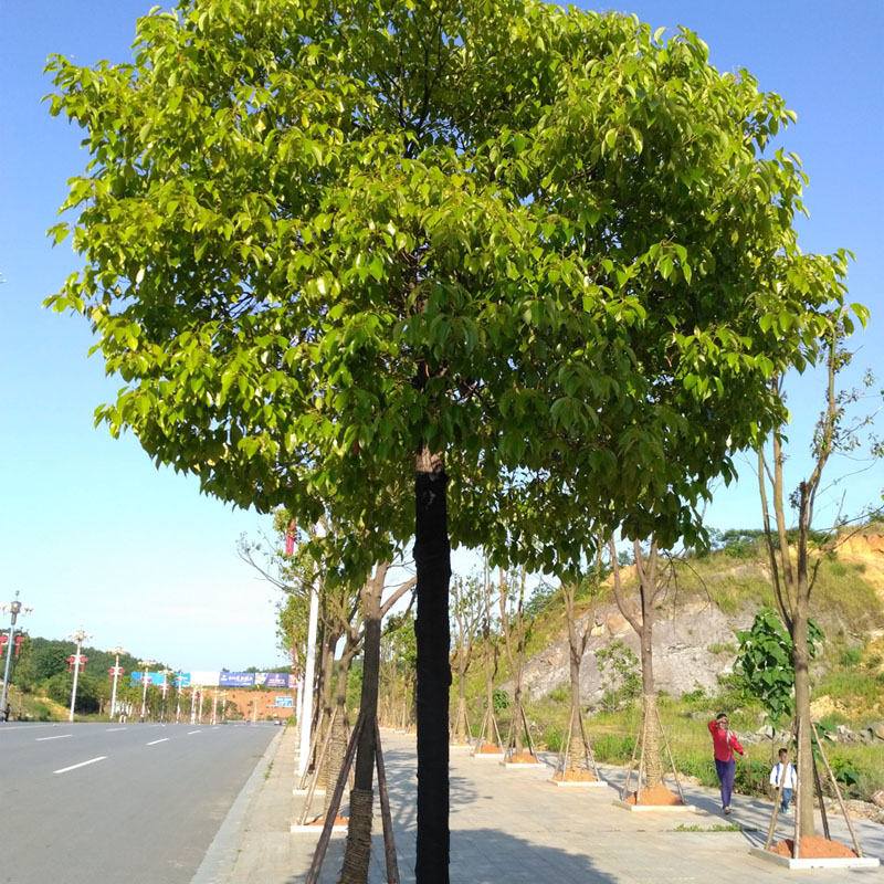 樟树食叶害虫,樟树的病虫害有哪些症状
