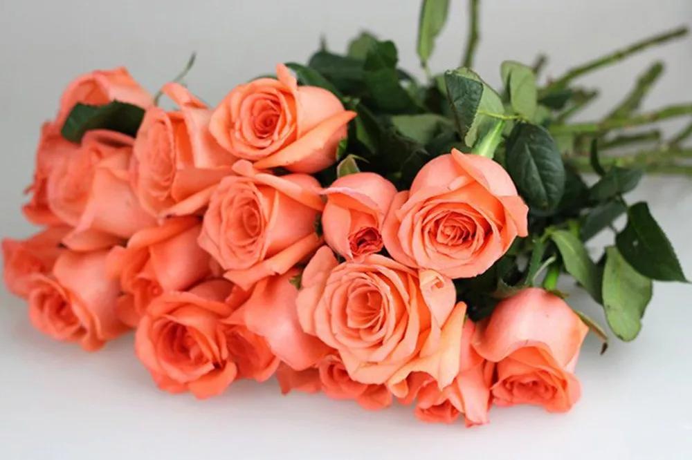 花店常用玫瑰花品种大全,一篇文章带你认识三亚40种花