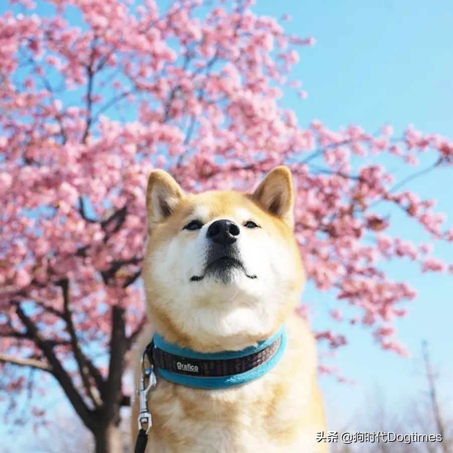 春暖花开带你去流浪,春暖花开带着狗狗去踏青