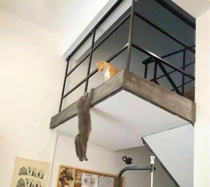 新版狮子王值得看吗,新版狮子王值得买吗