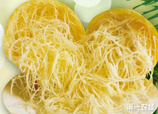 金丝瓜怎么种植,金丝瓜种植方法全过程