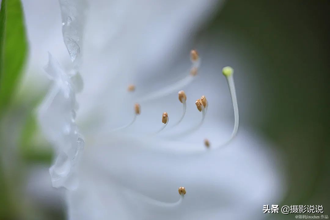 近摄镜拍微距,近摄镜测评视频