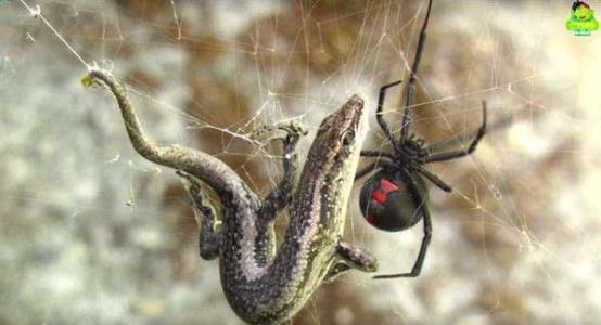 黑寡妇蜘蛛的毒液是不是毒不死人,世界上各种毒液蜘蛛哪个最厉害
