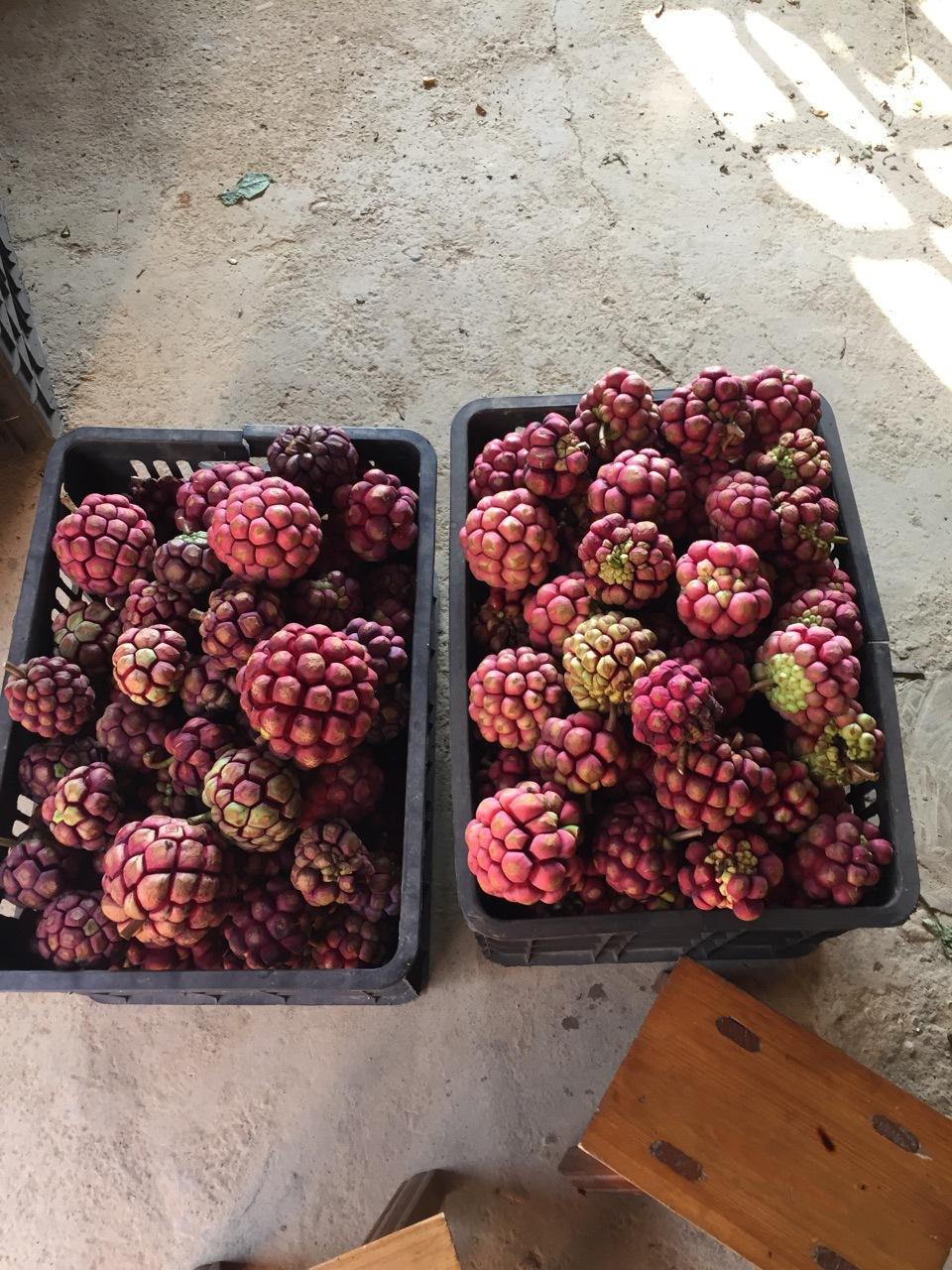 南方山里很多没人摘，如今却成种植热门，1斤20元，又是炒作？