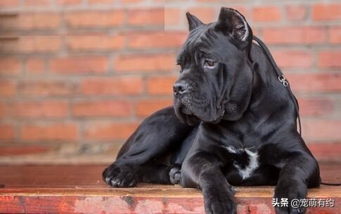 如何挑选最好的卡斯罗犬,卡斯罗犬幼犬如何挑选