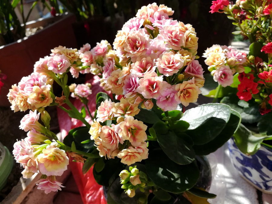 长寿花常见问题和解决方法,长寿花的常见病怎么治疗