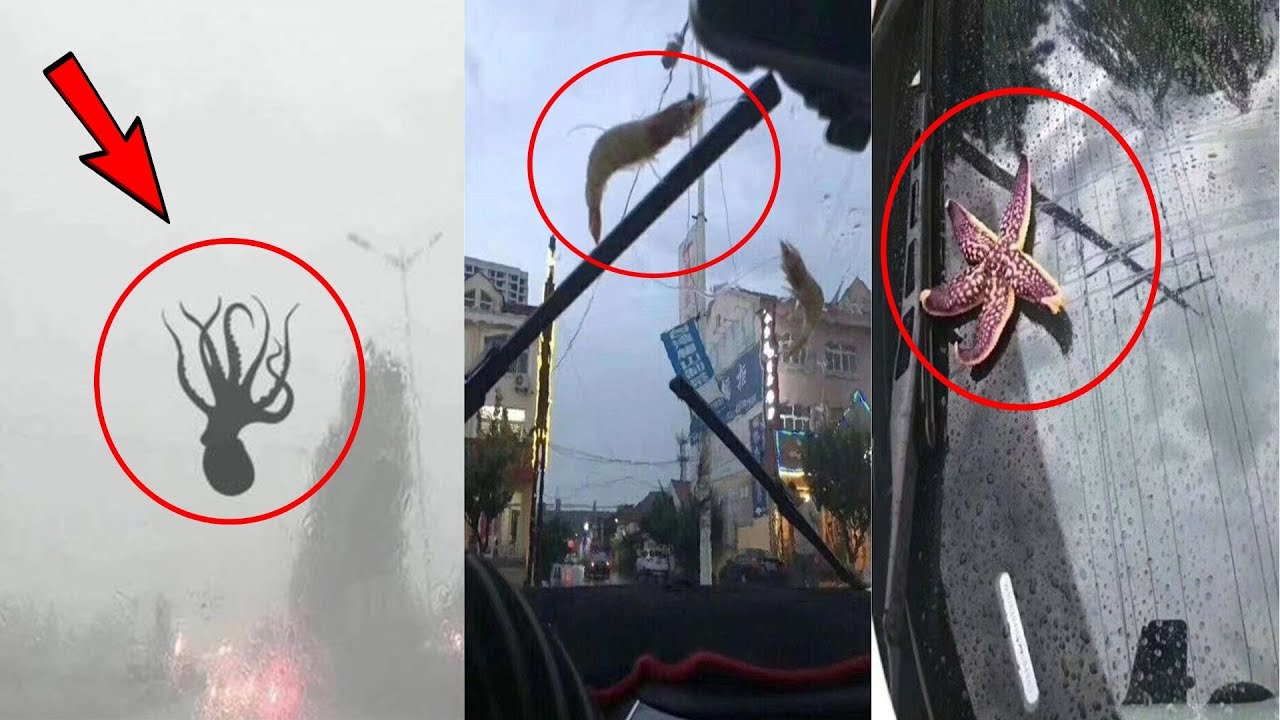 野塘鱼从哪里来的,野坑里的鱼怎么来的