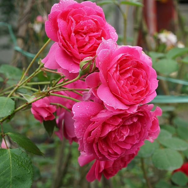 北方院子里种什么藤本月季,藤本月季院子