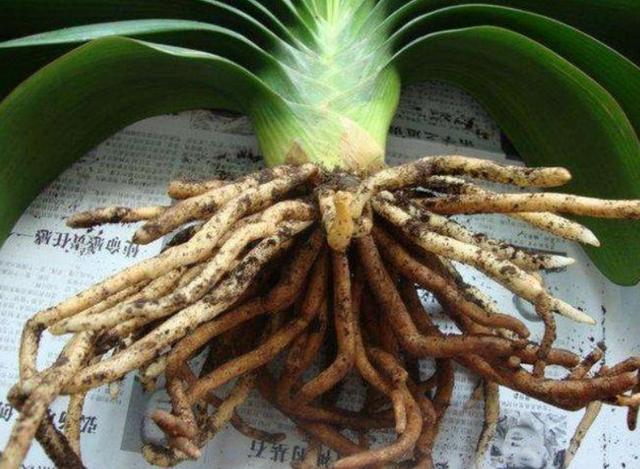 君子兰冬季养护要点爱花人看过来,君子兰冬季养殖方法和注意事项