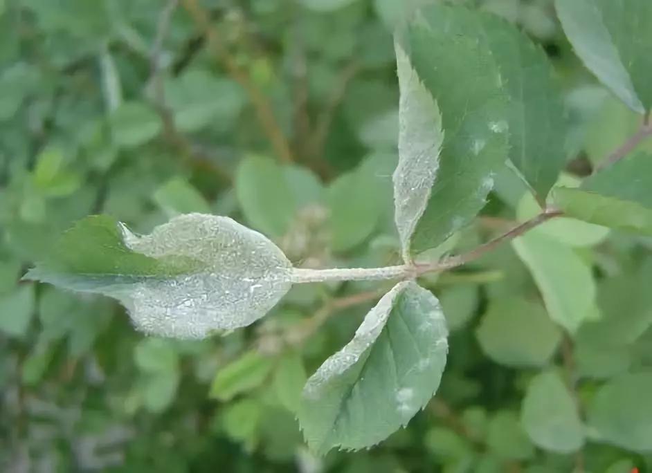 月季杀虫最有效液,什么植物可以帮月季杀虫