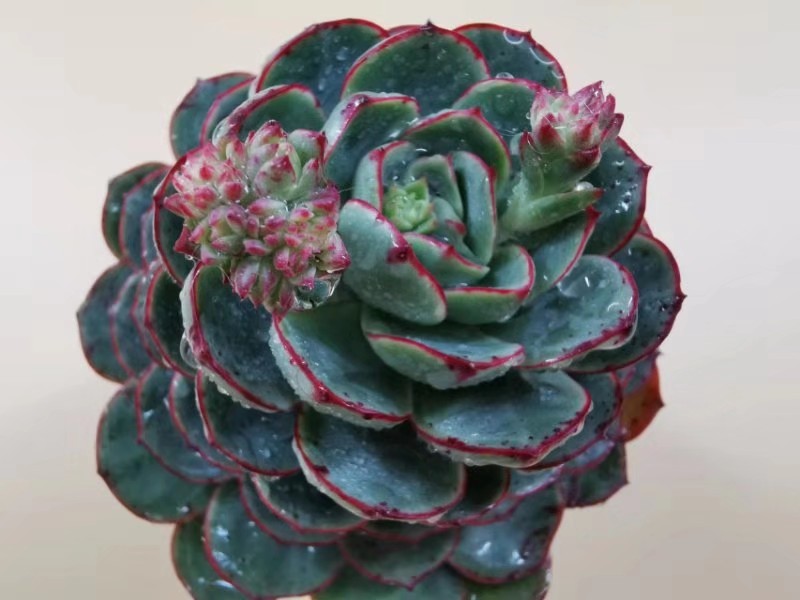 买的多肉一直不到货怎么办,多肉买来一个多月了不长根怎么办