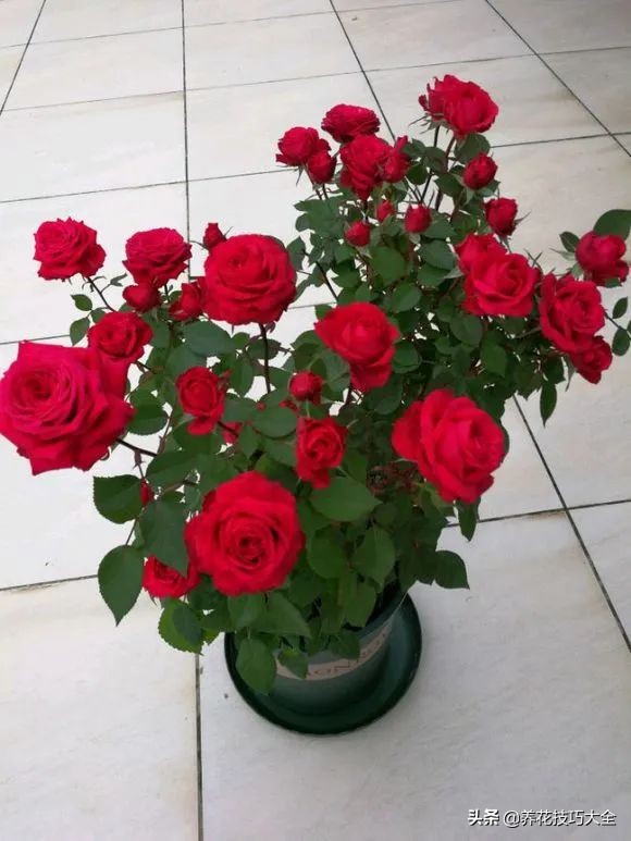 四季开花的月季又香又好养有几种,最漂亮10种盆栽月季